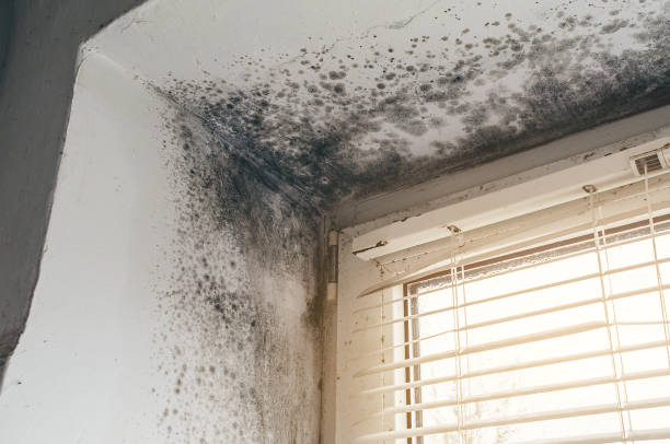 Affordable Mold Inspection And Testing solutions in Johnstown, CO